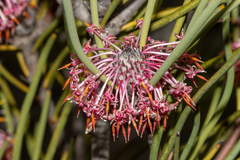 Isopogon