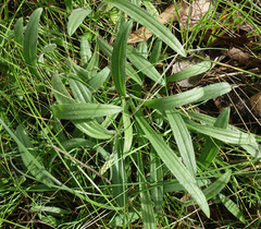 Plantago varia