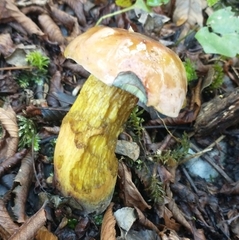 Suillellus luridus