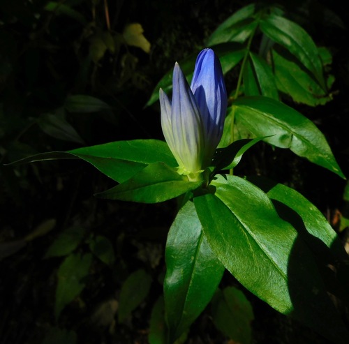 Image of Gentiana latidens by (c) Michael J. Papay, some rights reserved (CC BY)