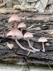 Mycena haematopus