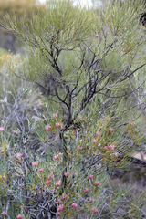 Isopogon