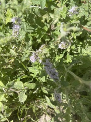 Mentha longifolia