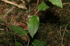 Melastoma malabathricum