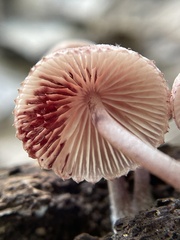 Mycena haematopus