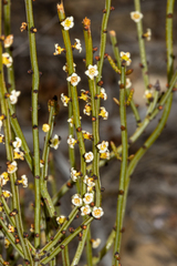 Psammomoya choretroides