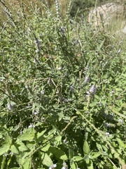 Mentha longifolia