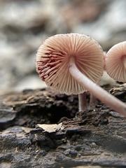 Mycena haematopus