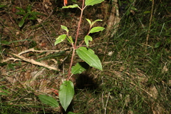 Melastoma malabathricum