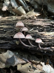 Mycena haematopus