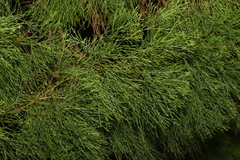 Callitris columellaris