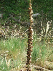 Asphodeloideae