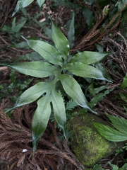 Leptochilus ellipticus