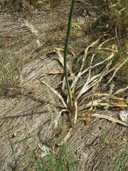 Asphodeloideae