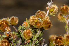 Hibbertia drummondii