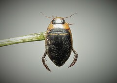 Hydaticus transversalis