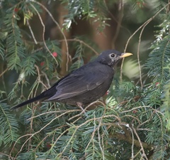 Turdus merula