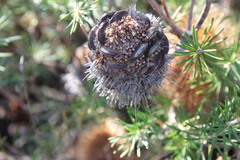 Banksia telmatiaea