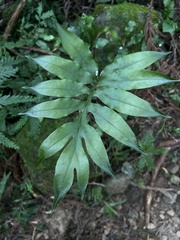Leptochilus ellipticus