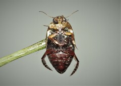 Hydaticus transversalis