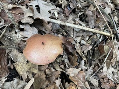 Chalciporus piperatus