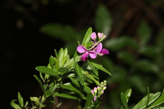 Polygala virgata