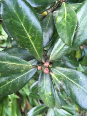 Pittosporum crassifolium