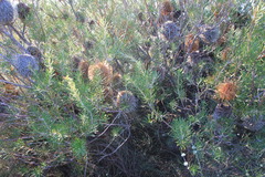 Banksia telmatiaea
