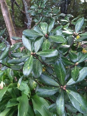 Pittosporum crassifolium