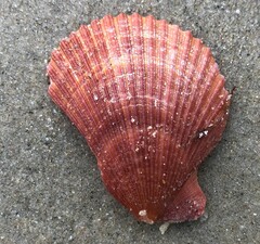 Mimachlamys asperrima