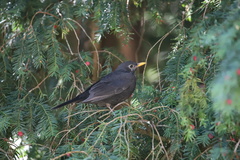 Turdus merula