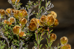 Hibbertia drummondii