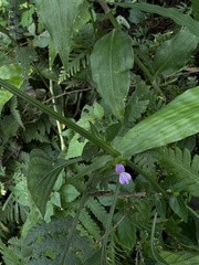 Dicliptera chinensis