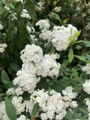 Spiraea prunifolia