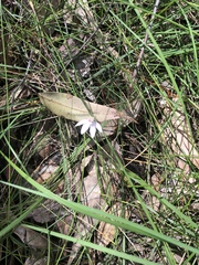 Caladenia alata