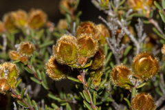 Hibbertia drummondii
