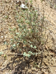 Corrigiola litoralis litoralis