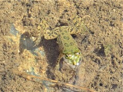 Euphlyctis cyanophlyctis