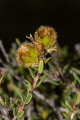 Hibbertia drummondii
