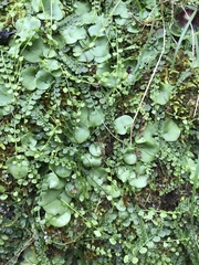 Asplenium flabellifolium