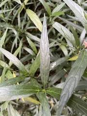 Ruellia simplex