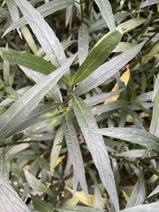 Ruellia simplex
