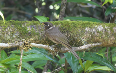 Bolemoreus frenatus
