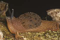 Stanisicarion aquila