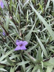 Ruellia simplex