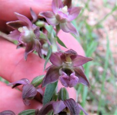 Epipactis