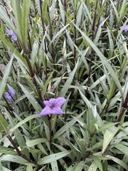 Ruellia simplex