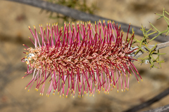 Grevillea paradoxa