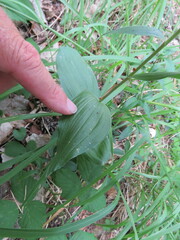 Epipactis
