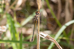 Hemicordulia australiae